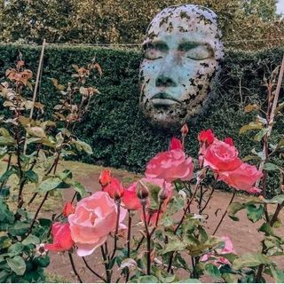 a face in a hedge